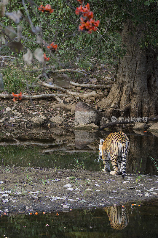 ranthambore国家公园的孟加拉虎(Panthera tigris tigris)